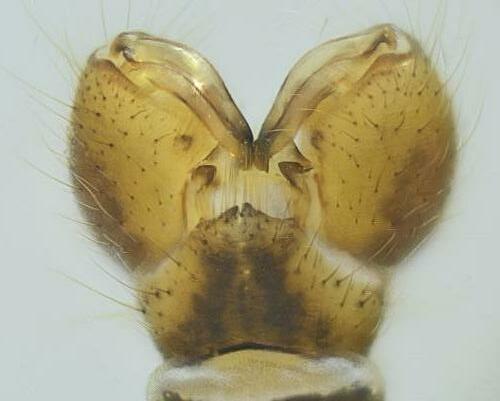 Symplecta pilipes